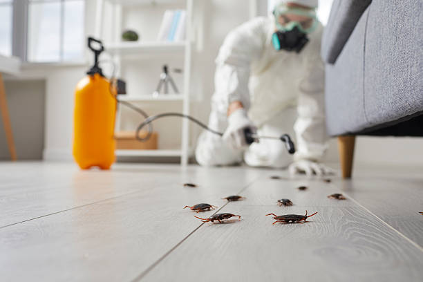 Trusted Rodent Control service in Point Lookout, NY - Nex Pest Control